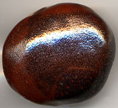 Tesha_Ham-bk.jpg