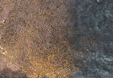uczz-c2.jpg